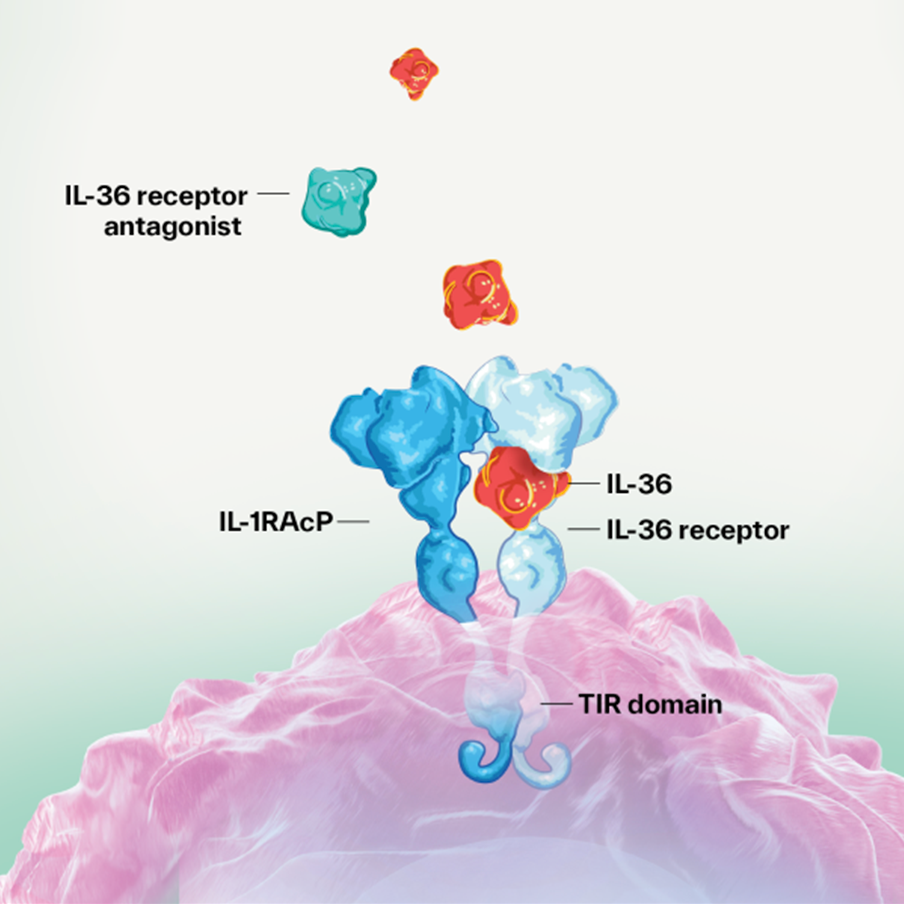 IL-36 in Inflammatory Process